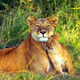 Illustration for article titled Caturday - Panthera leo Edition